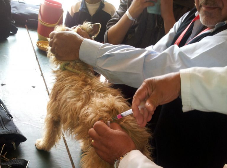 Comuna capitalina realiza Semana de Sanitación y Castración de mascotas en Viñas Cue