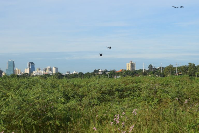 Guías de biodiversidad del área metropolitana de Asunción apuntan a mejorar conservación de especies