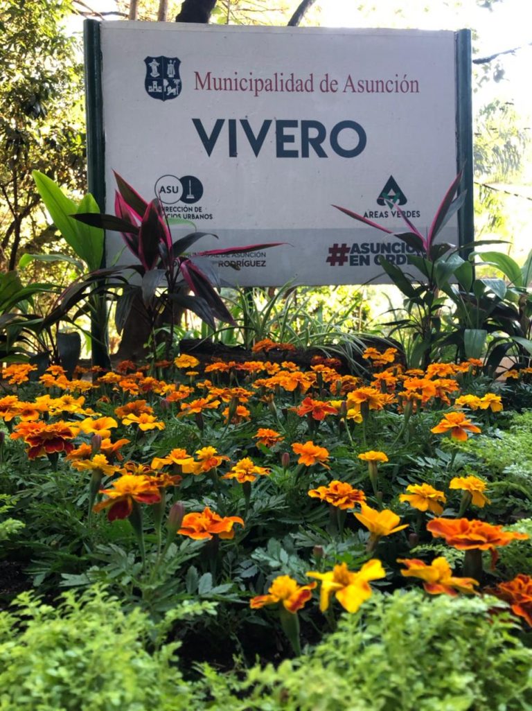 Coloridas flores y bellas hojas de vista se alistan para engalanar a Asunción por sus 484 años