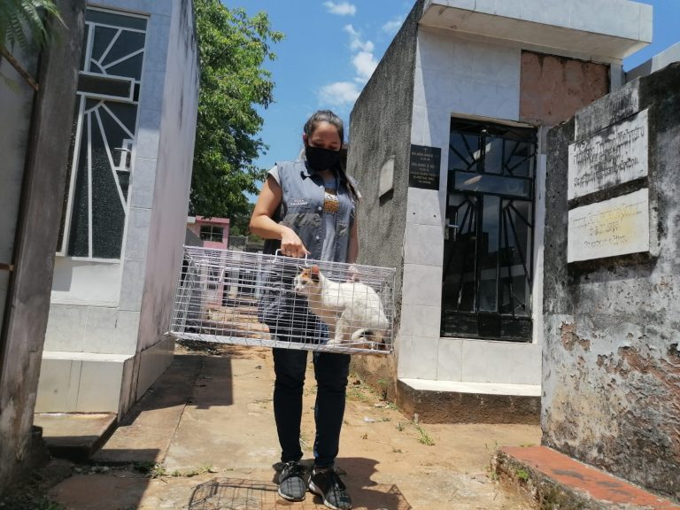 Municipalidad realiza castración de gatos que habitan el cementerio De La Recoleta