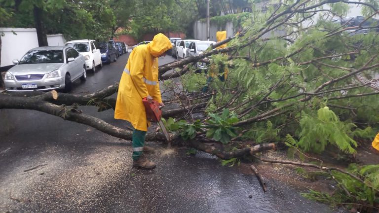 Equipo de Contingencia de la Dirección de Servicios Urbanos atiende rápidamente los reportes de árboles caídos