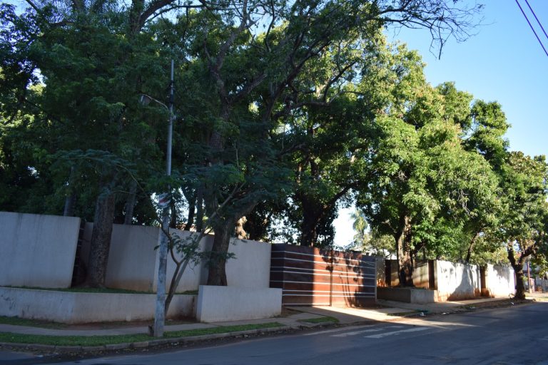 Municipalidad de Asunción suspende autorizaciones para la poda de árboles en la temporada de primavera – verano
