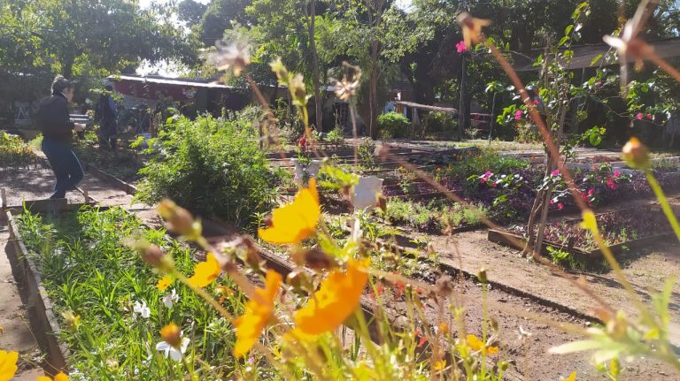 Vivero Municipal del Parque Caballero regaló diferentes especies de plantas por su 104 Aniversario