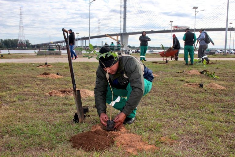 Cuadrillas de Áreas Verdes y Minga Ambiental de la Dirección de Servicios Urbanos participaron activamente de la jornada de plantación de árboles en la Costanera Norte denominada Plantatón 2023