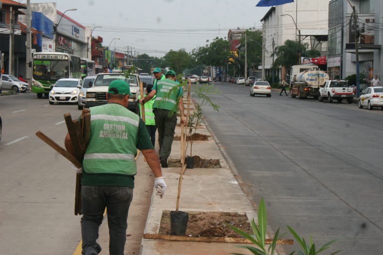 Plantación de árboles se realizó en el Paseo Central de la avenida Eusebio Ayala en un trabajo conjunto entre la Comuna Capitalina y Yacyretá
