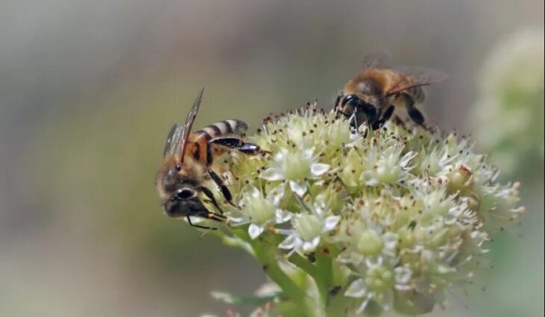 ¿Qué hacer con los panales y colmenas de abejas indeseadas que se instalan en nuestros hogares? Un especialista nos cuenta cómo se debe proceder