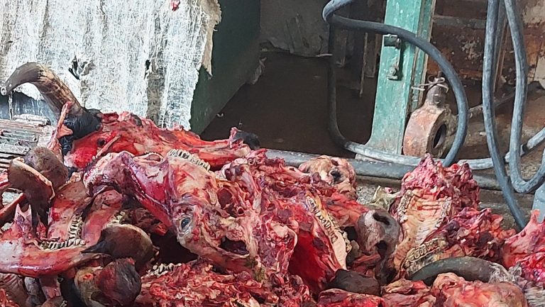 Municipalidad intensifica inspección en carnicerías de la zona de  Tablada Nueva