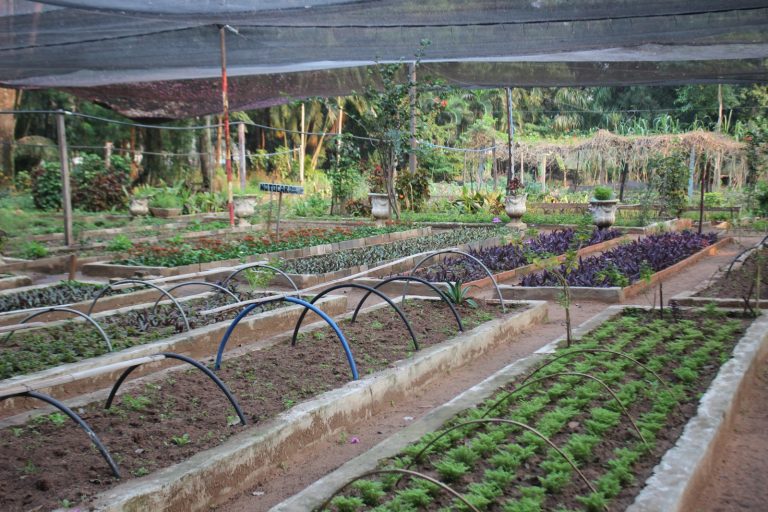 El Vivero Municipal celebra 106 años de vida verde obsequiando plantas ornamentales, frutales y hortalizas a la ciudadanía