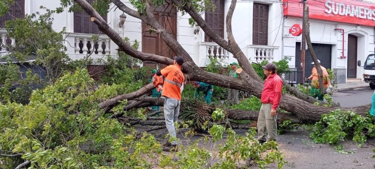Cuadrillas de la Dirección de Servicios Urbanos realizaron el despeje de árboles caídos en distintos puntos de la capital