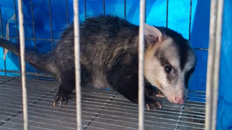 Una historia con final feliz: funcionarios municipales rescatan y liberan en su hábitat natural a un mykure