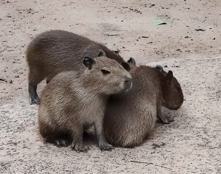 Tres nuevos carpinchitos alegran el Zoológico de Asunción
