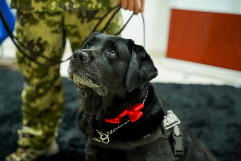 Histórico reconocimiento municipal al noble can Rocky de la Secretaría Nacional Antidrogas (SENAD) por su invaluable servicio a la comunidad