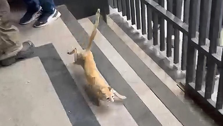 Municipalidad de Asunción coordinó exitoso rescate de un gato atrapado en una cañería del microcentro