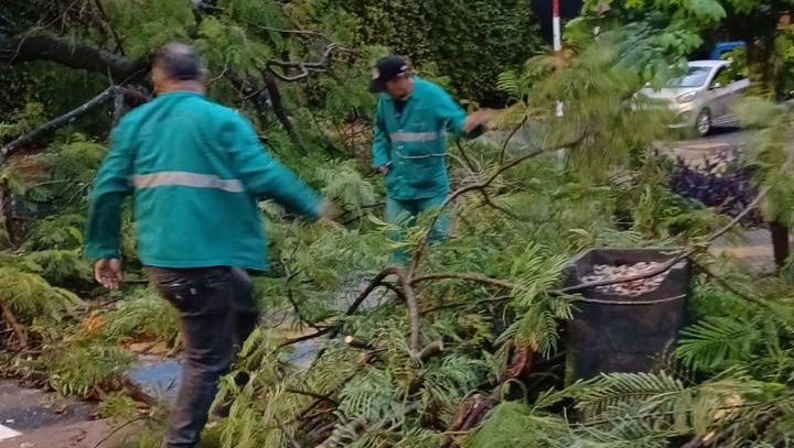 Cuadrillas municipales de la Dirección de Servicios Urbanos trabajan en el despeje de árboles caídos en distintos puntos de la ciudad