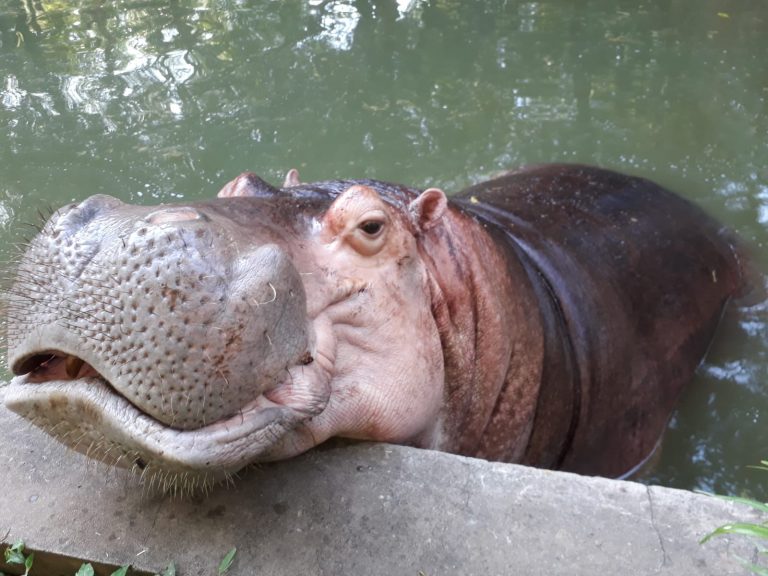 “Yuyito”, el gigante y noble Hipopótamo que cumple 40 años