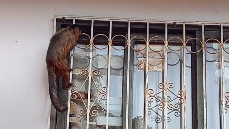 Rescate de un ejemplar hembra de mono capuchino en Villa Aurelia movilizó a autoridades ambientales y dejó un mensaje de concienciación ciudadana