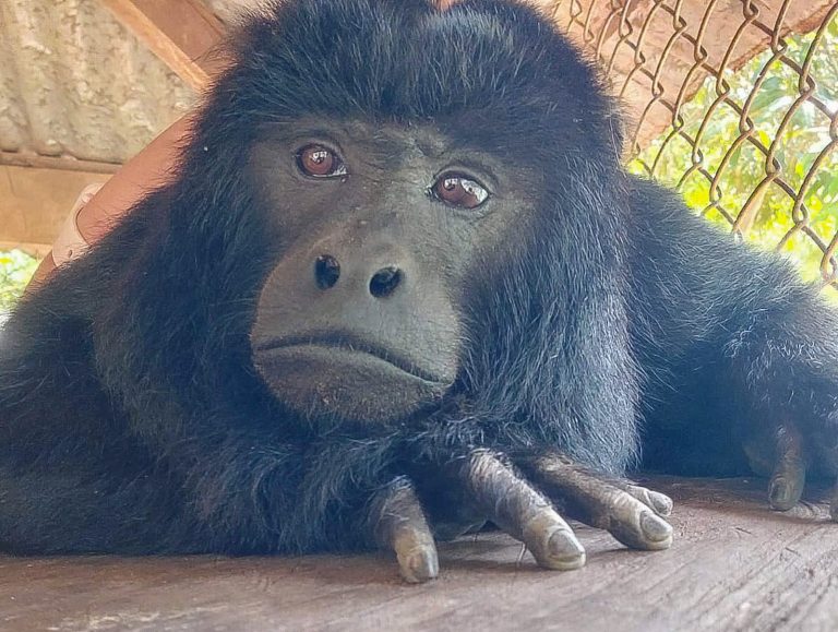 Los Karajas del Zoológico de Asunción reciben cuidados especiales durante el invierno y son símbolo de la fauna silvestre paraguaya