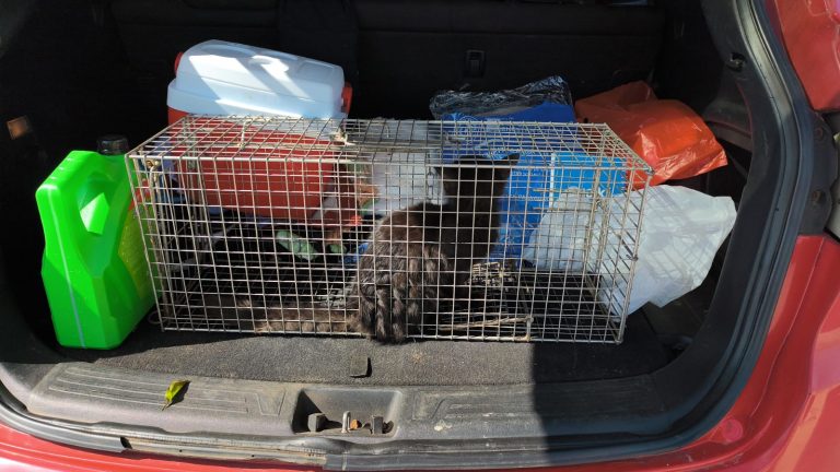 Gatita que se encontraba atrapada en el viaducto del Corredor Vial Botánico fue rescatada por personal municipal y bomberos voluntarios
