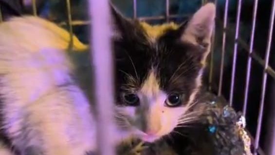 Funcionarios municipales y Bomberos voluntarios rescataron a un gatito atrapado en el viaducto Semidei