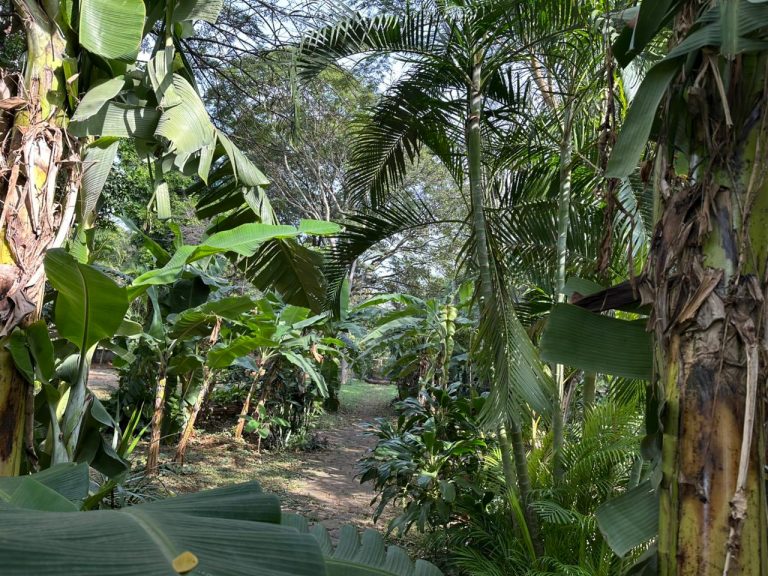 Cultivo de plantas medicinales y educación ambiental se promueven en el JBZA