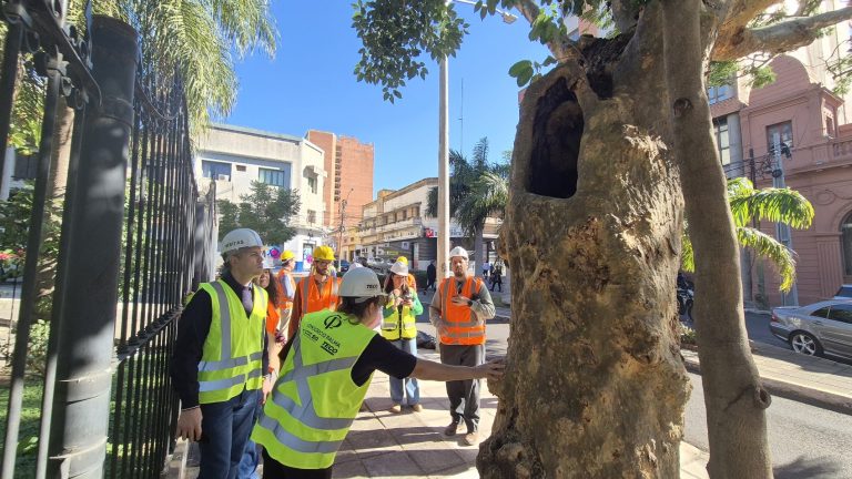 Solo 6 árboles secos de la Plaza Uruguaya serán removidos