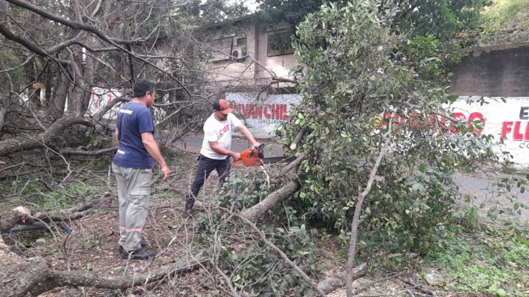 Municipalidad de Asunción respondió a la caída de árboles y refuerza recomendaciones ante las ráfagas de viento