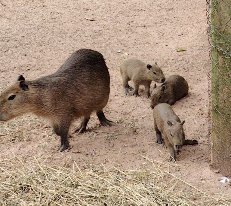 Nacen tres nuevos carpinchos en el Zoológico de Asunción y ya suman diez ejemplares
