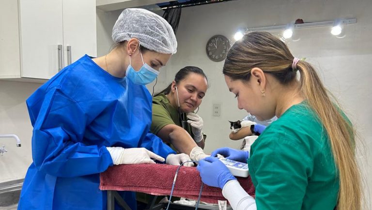 Campaña municipal de castración, vacunación y desparasitación fortalece el bienestar animal en Asunción
