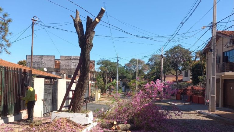 Municipalidad de Asunción recuerda que la poda y tala de árboles requieren autorización