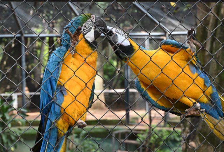 Guacamayos del Zoológico de Asunción: color, inteligencia y conservación de especies nativas