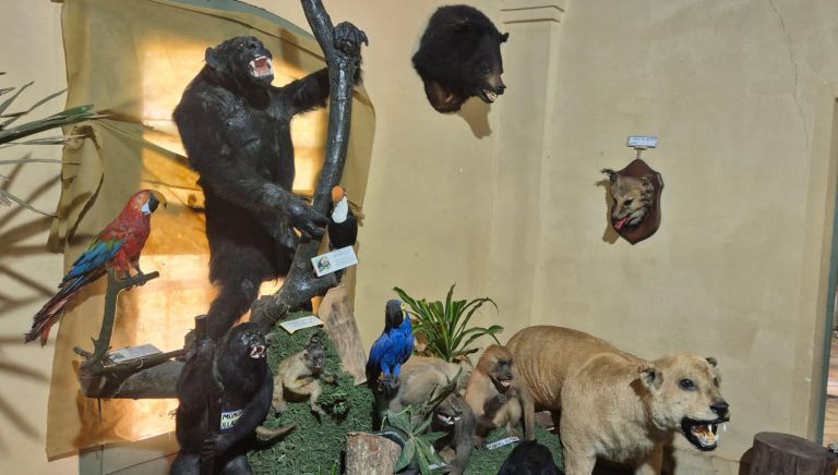 Museo de Historia Natural e Indigenista: un tesoro de ciencia, memoria y cultura en el corazón del Jardín Botánico
